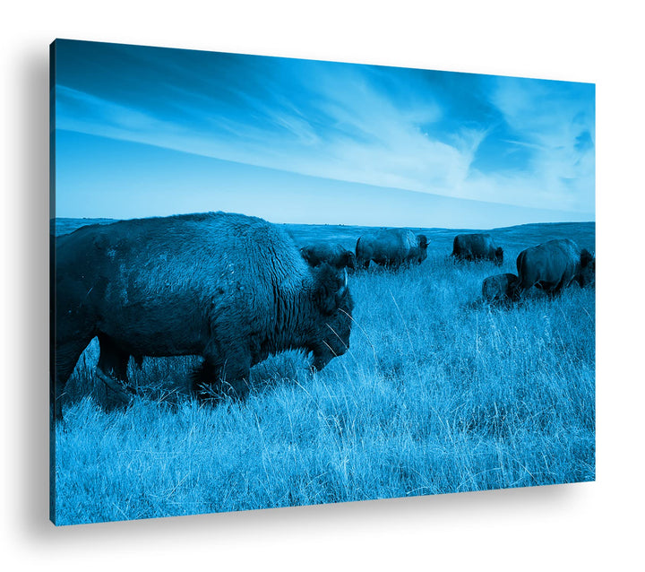 Bison Herde in der Steppe Format 80x60 Effekt: Monocrome Blau als Leinwandbild, Motiv fertig gerahmt