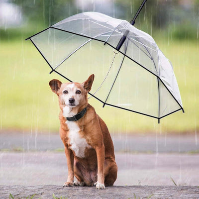 Hund Transparente Regenschirm Pet Umbrella Skalierbar Hundeschirm Welpen mit Leine und Kette für Spa