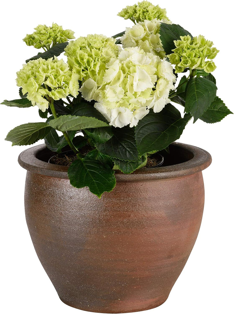 TucanoHamburg Blumentopf, Modell Lotus braun 31x24cm, frostfest