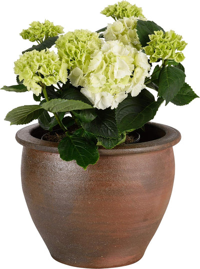 TucanoHamburg Blumentopf, Modell Lotus braun 38x30cm, frostfest