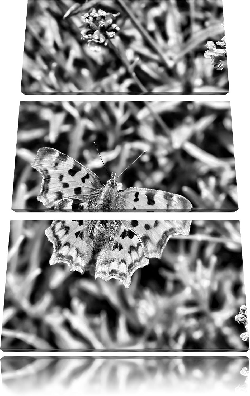 Pixxprint Schmetterling auf Blumenwiese als Leinwandbild/Grösse: 3 Teilig (120x80) cm/Wandbild/Kunst