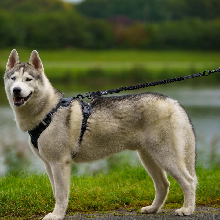 Floxik Ruckdämpfer Hund gross | stark | Elastische, robuste Leinenverlängerung für Jede Hundeleine -