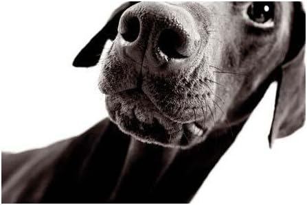 Tecco 5969330483 Matt Beschichtetes Fotopapier, 50 Blatt, A3 plus