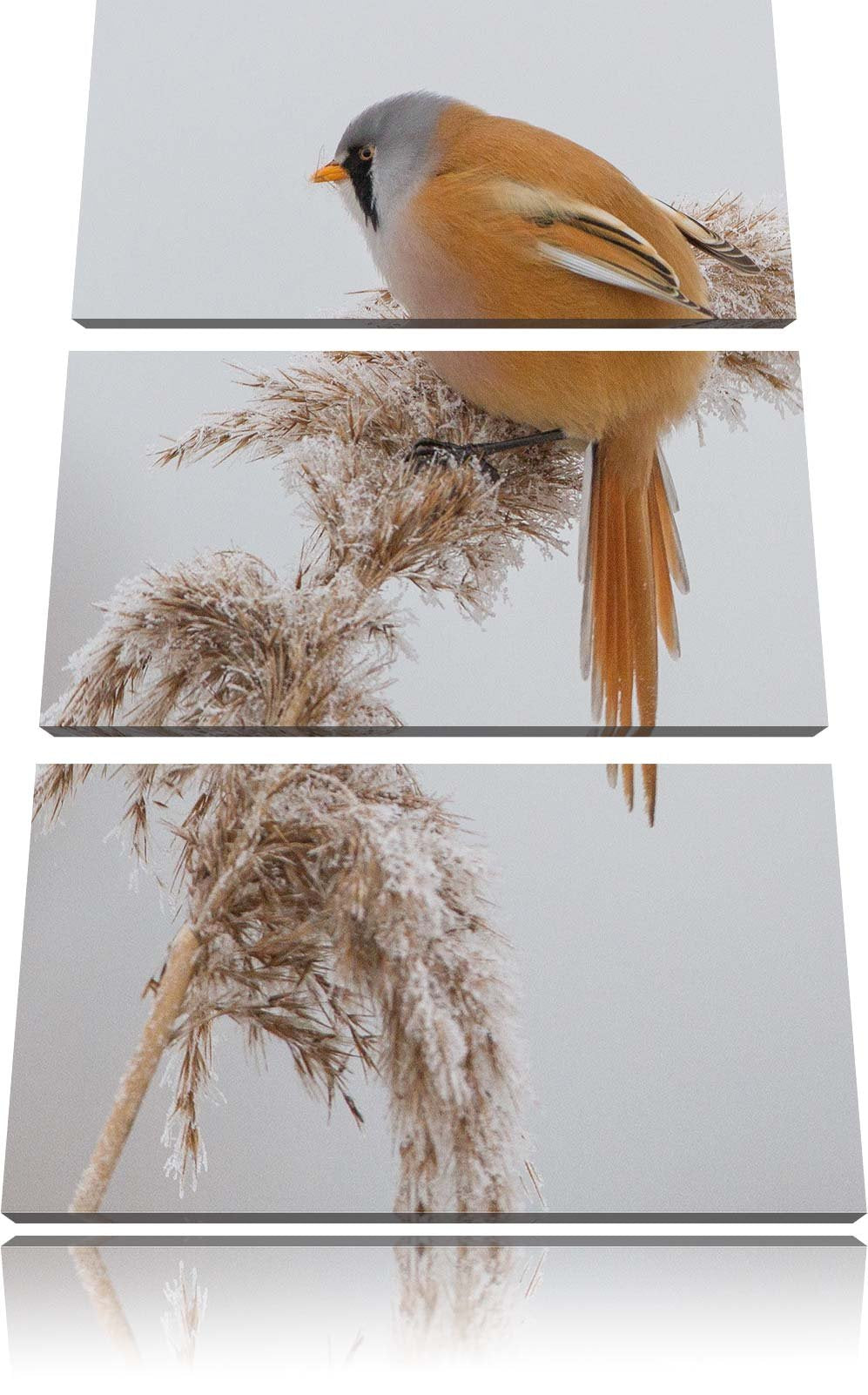 Pixxprint Vogel auf Weizen im Winter als Leinwandbild/Grösse: 3 Teilig (120x80) cm/Wandbild/Kunstdru