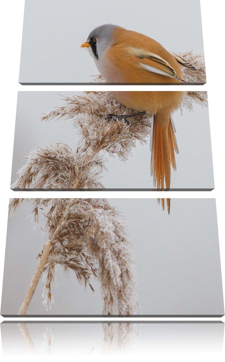 Pixxprint Vogel auf Weizen im Winter als Leinwandbild/Grösse: 3 Teilig (120x80) cm/Wandbild/Kunstdru