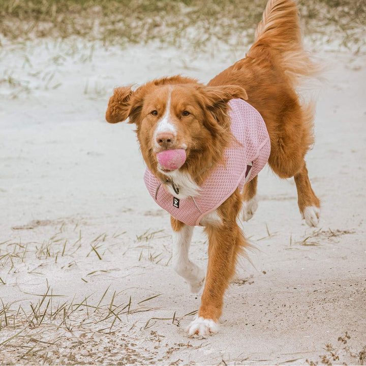 Hurtta Cooling Wrap Kühlweste für Hunde, Kühlweste Sommer Hundejacke, Rosa, 45-55cm Carnation Pink 4