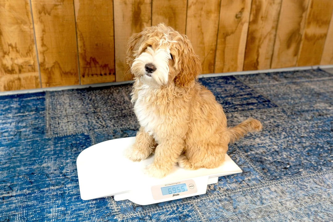 Alecto BC-30 Alecto Baby BC-30 Babywaage digital, für Babys und Kleinkinder bis max. 20 kg mit Stabi