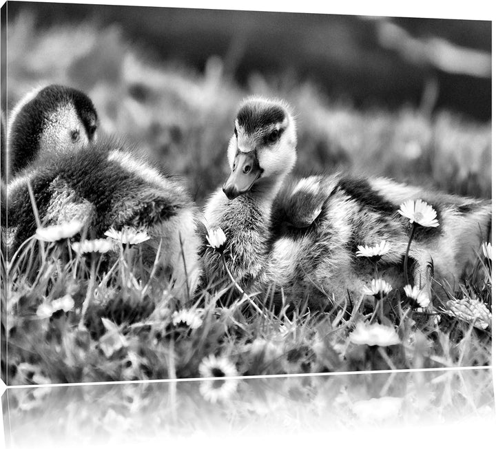Monocrome, Kühe auf Wiese, Format: 100x70 auf Leinwand, XXL riesige Bilder fertig gerahmt mit Keilra