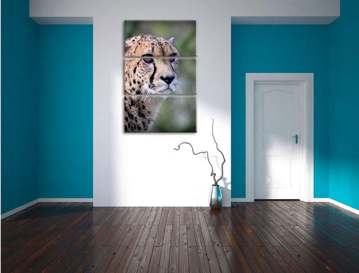 Pixxprint bildschöner Gepard als Leinwandbild/Grösse: 3 Teilig (120x80) cm/Wandbild/Kunstdruck/ferti