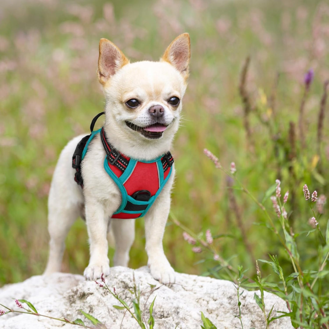 rabbitgoo Hundegeschirr Kleine Hunde, Anti Zug Geschirr mit Kontrolle, No Pull Verstellbar Hundegesc