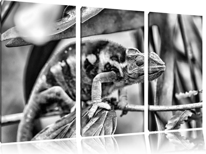Pixxprint Monocrome, braunes Chamäleon 3-Teiler Leinwandbild 120x80 Bild auf Leinwand