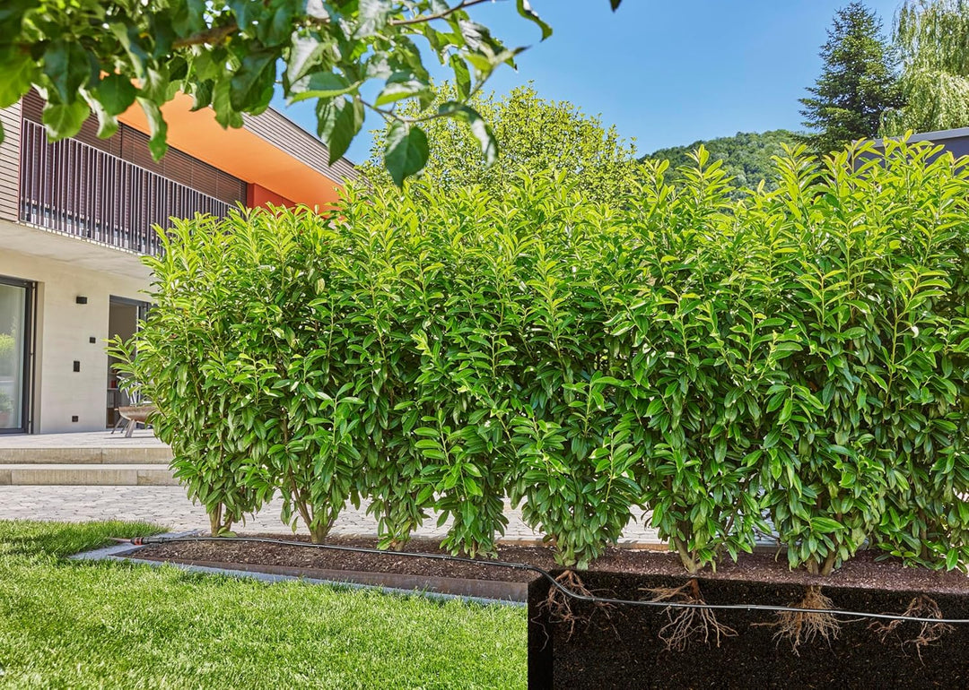 Gardena Micro-Drip-System Tropfbewässerung Set Hecke/Sträucher (25 m): Starter-Set sofort einsatzber