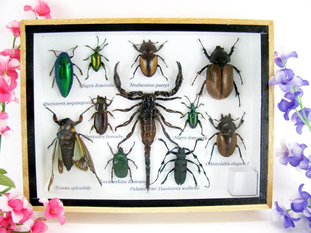 Echte exotische riesige Käfer, Insekten und Krabbler im 3D Schaukasten aus Holz - Insekten - Taxider