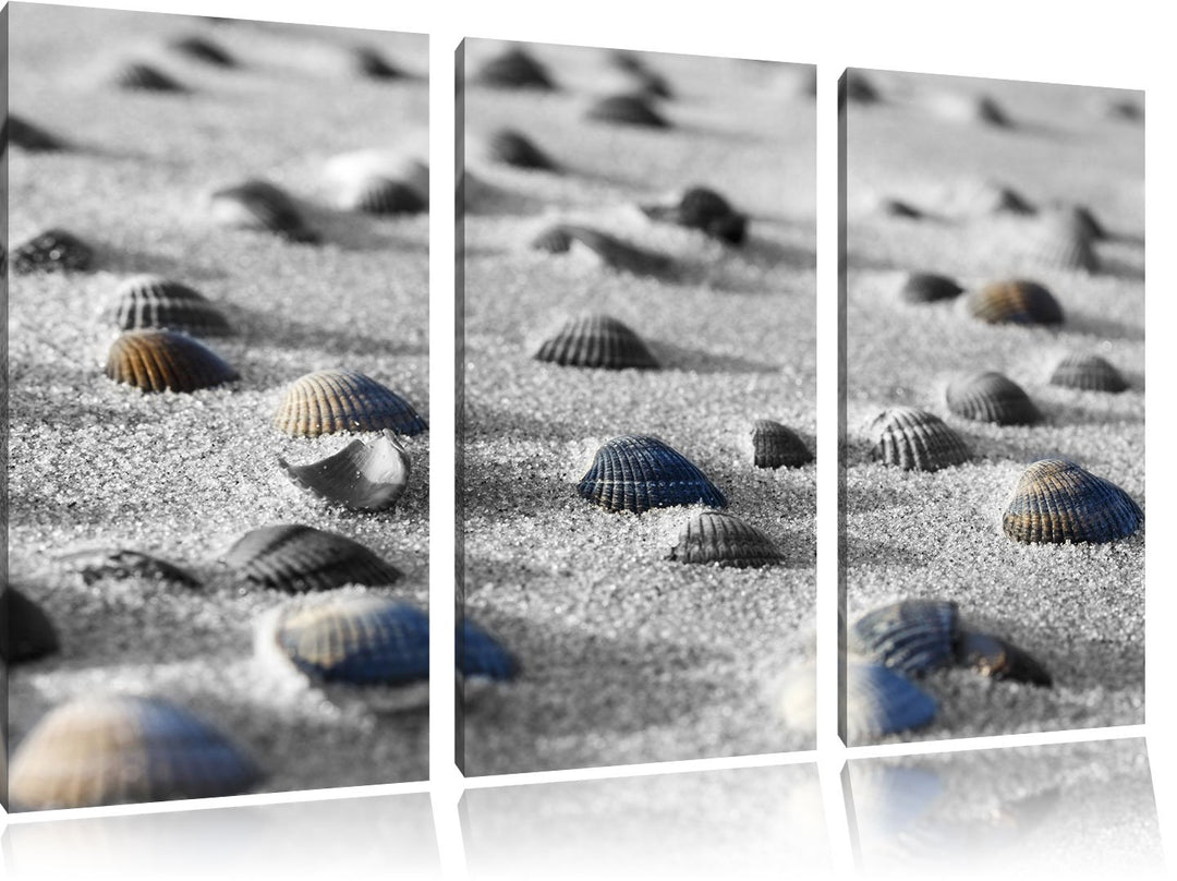 Pixxprint Muscheln im Sand als Leinwandbild | Grösse: 3 Teilig (120x80) | Wandbild| Kunstdruck | fer
