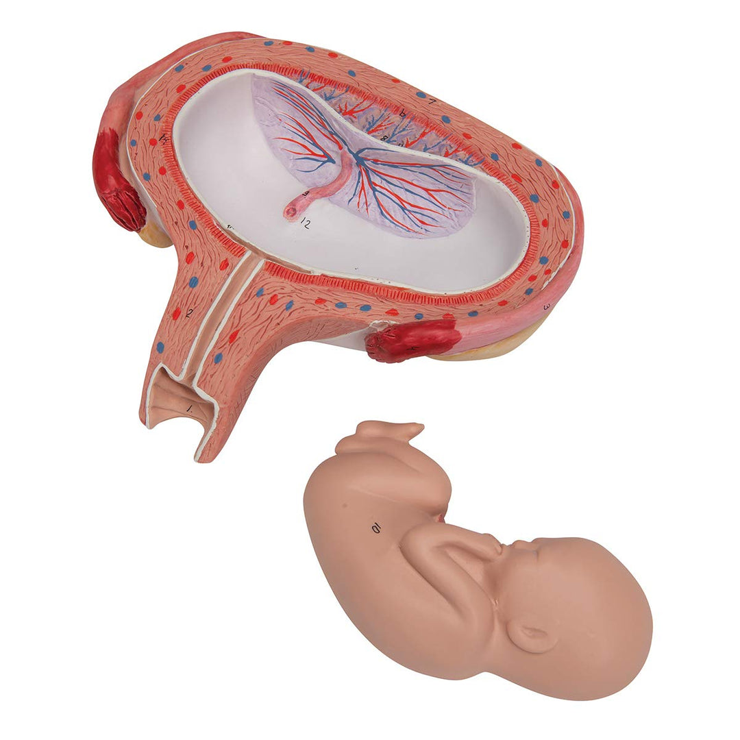 3B Scientific Menschliche Anatomie - Fetus, 5. Monat, Rückenlage + kostenlose Anatomie App - 3B Smar