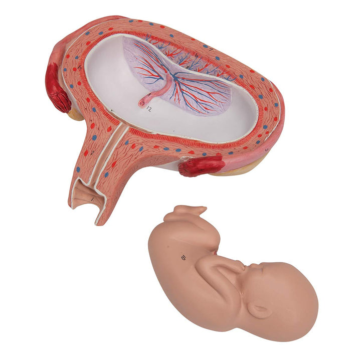 3B Scientific Menschliche Anatomie - Fetus, 5. Monat, Rückenlage + kostenlose Anatomie App - 3B Smar