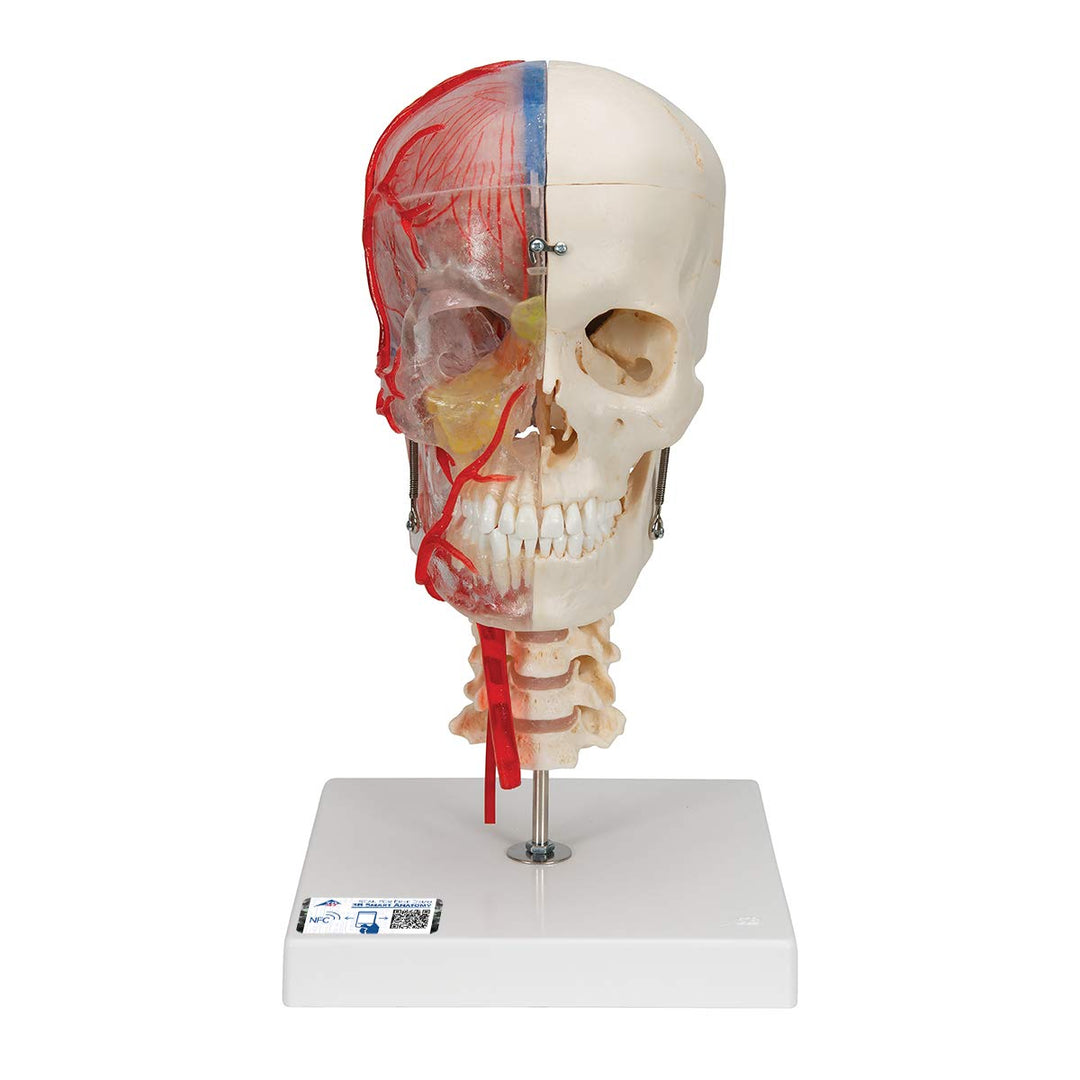 3B Scientific Menschliche Anatomie - Systemschädelmodell, 7-tlg.