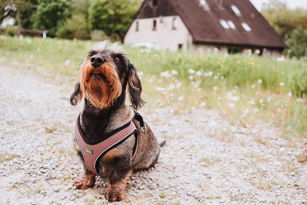 Hunter Hundegeschirr Hilo Comfort, Farbe: Altrosa, Easy Step-In Geschirr für kleine bis mittlere Hun