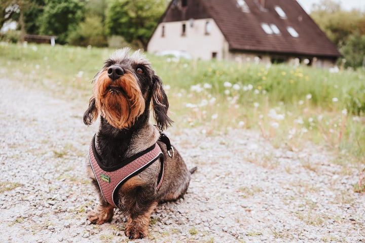 Hunter Hundegeschirr Hilo Comfort, Farbe: Altrosa, Easy Step-In Geschirr für kleine bis mittlere Hun