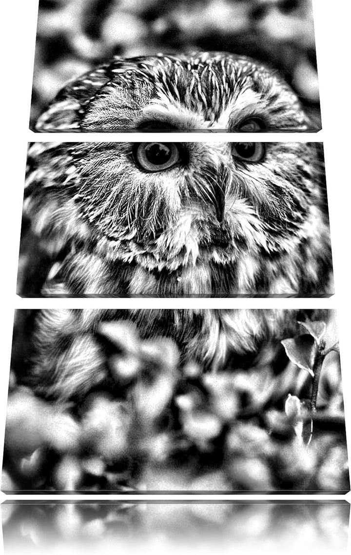 Pixxprint Eule im Vogelbeerenstrauch als Leinwandbild/Grösse: 3 Teilig (120x80) cm/Wandbild/Kunstdru