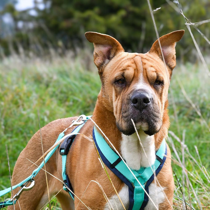 Anny-X Brustgeschirr Fun Ozean | Hundegeschirr Grösse XL (Brustumfang 78-96 cm), XL