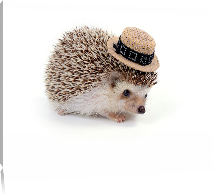 Lustiger Igel mit Hut Format: 100x70 auf Leinwand, XXL riesige Bilder fertig gerahmt mit Keilrahmen,