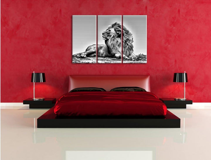 Pixxprint liegender Löwe als Leinwandbild | Grösse: 3 Teilig (120x80) | Wandbild| Kunstdruck | ferti