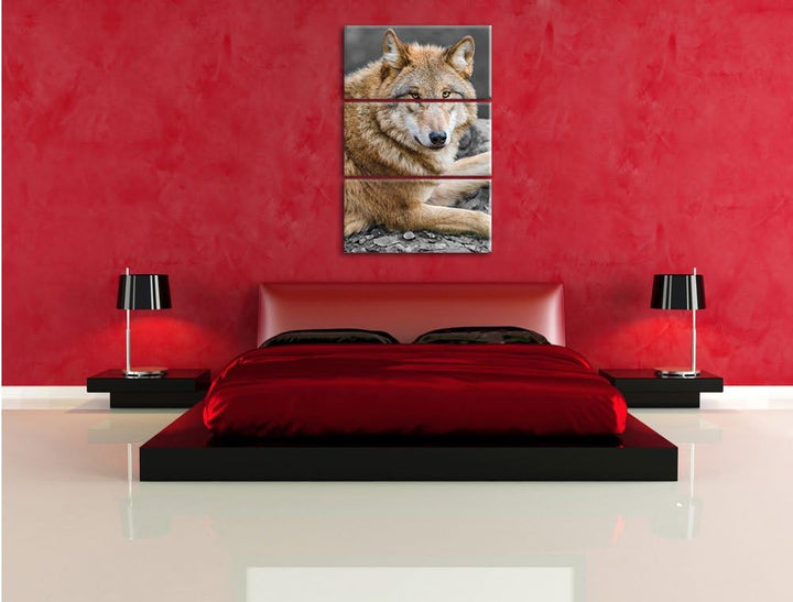 Pixxprint stolzer Wolf auf Stein als Leinwandbild/Grösse: 3 Teilig (120x80) cm/Wandbild/Kunstdruck/f