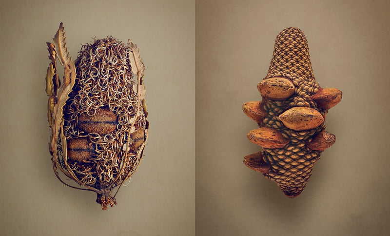 The Hidden Beauty of Seeds & Fruits: The Botanical Photography of Levon Biss, Gebundenes Buch