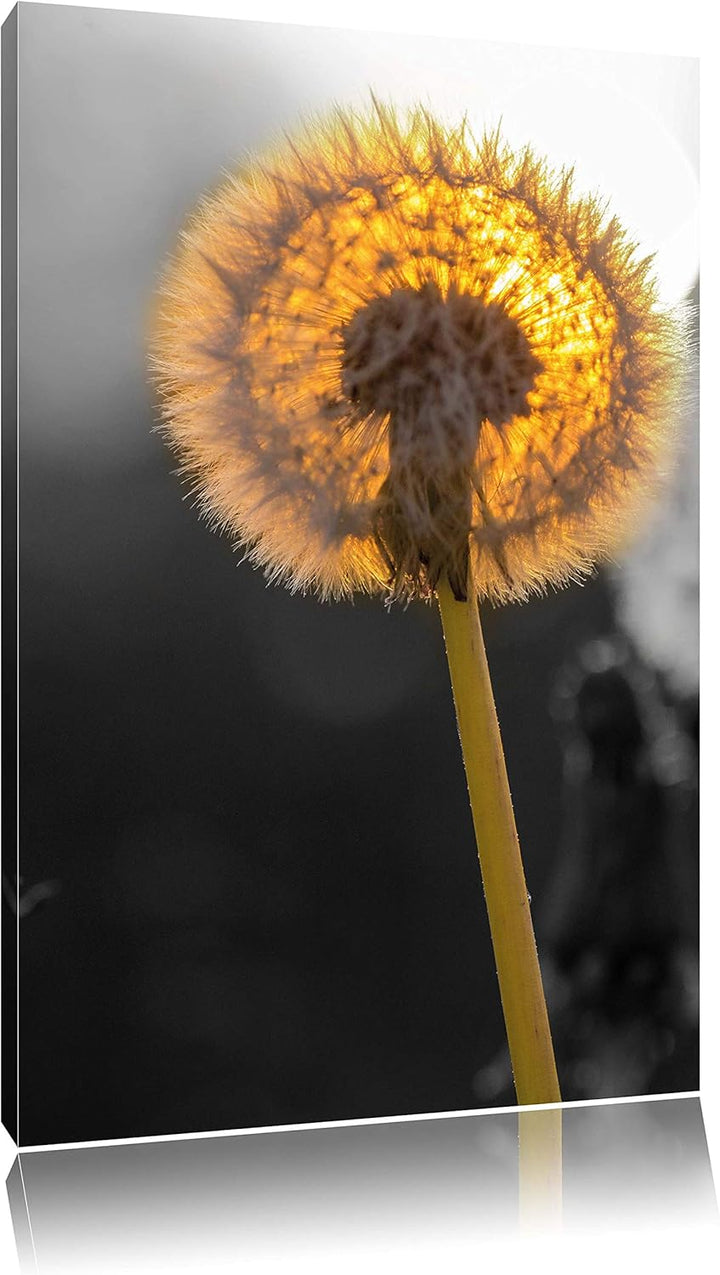 Pixxprint schöne Pusteblumen beim Sonnenuntergang schwarz/weiss, Format: 70x100 auf hochkantiges Lei