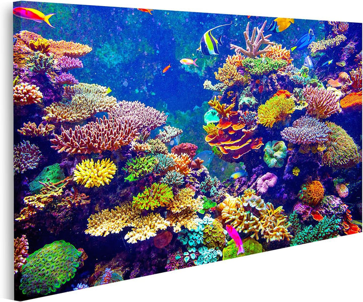 islandburner Bild auf Leinwand Singapur Aquarium Korallenriff Tropische Fische Sonnenlicht Bilder Wa