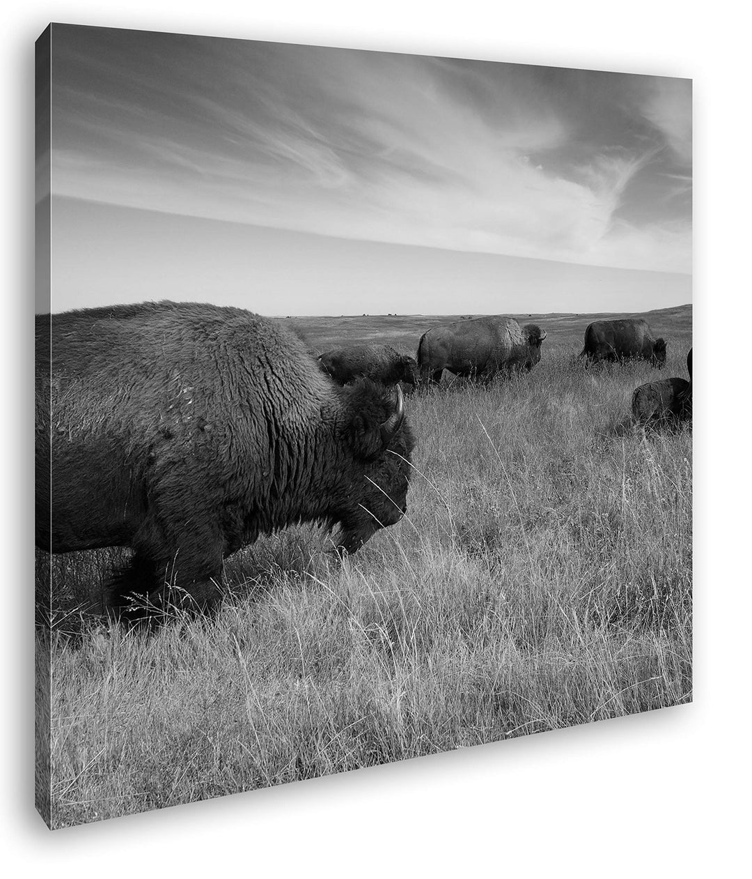 Bison Herde in der Steppe Format: 70x70 Effekt: Schwarz&Weiss als Leinwandbild, Motiv auf Echtholzra