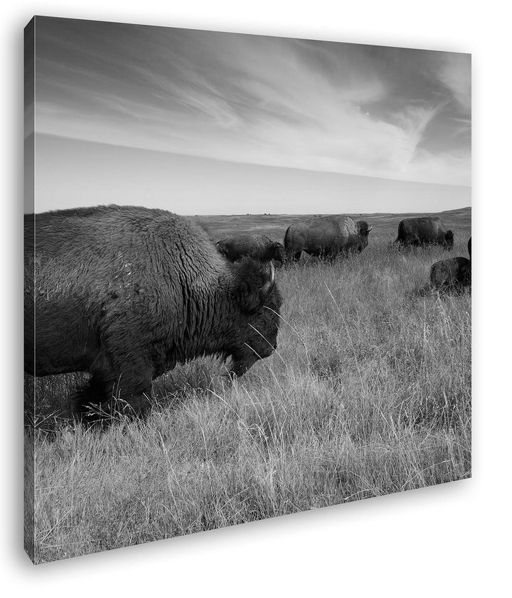 Bison Herde in der Steppe Format: 70x70 Effekt: Schwarz&Weiss als Leinwandbild, Motiv auf Echtholzra