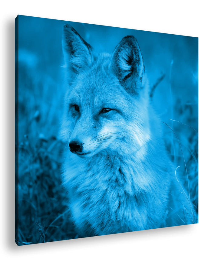 deyoli ruhiger Fuchs Format: 70x70 Effekt: Monocrome Blau als Leinwand, Motiv fertig gerahmt auf Ech