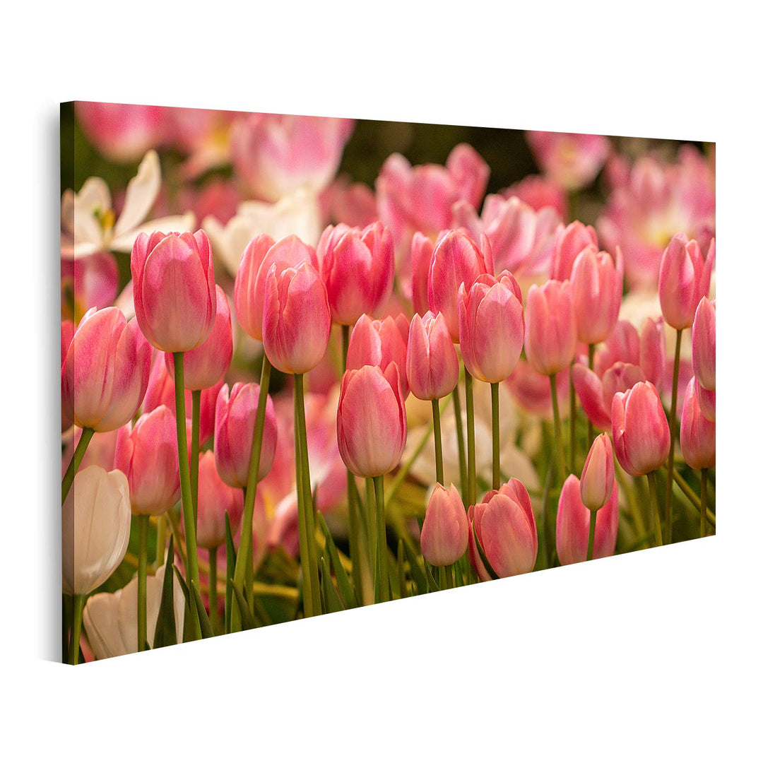 islandburner Bild auf Leinwand Rosa Tulpen Feld Bilder Wandbilder Poster 80L x 40B cm, 80L x 40B cm