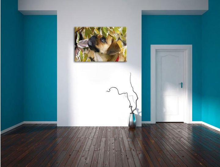 Pixxprint zwischen Blättern Mops als Leinwandbild/Grösse: 100x70 / Wandbild/Kunstdruck/fertig bespan