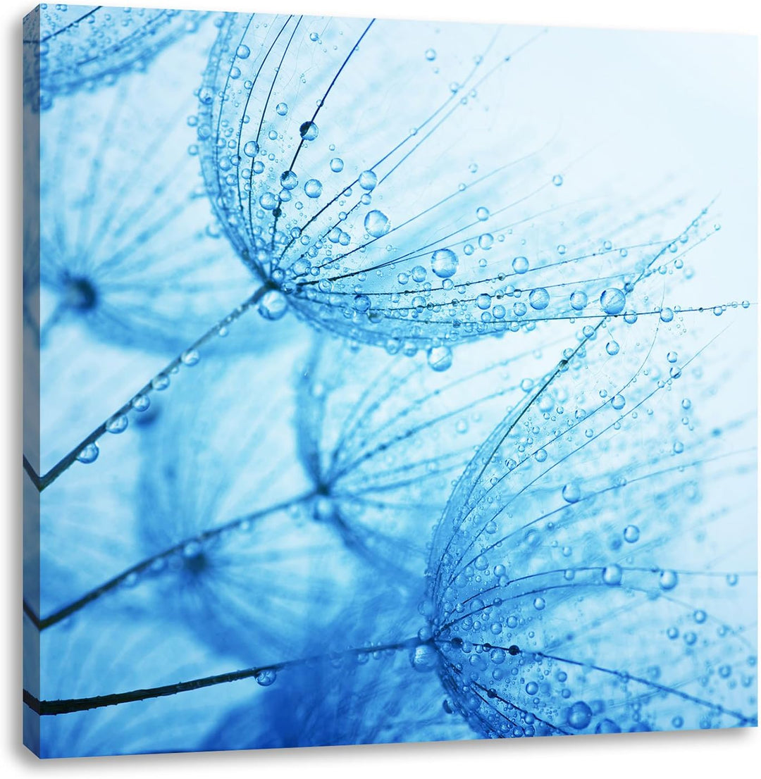 Pixxprint Tropfen bedeckte Pusteblumen / 70x70cm Leinwandbild bespannt auf Holzrahmen/Wandbild Kunst