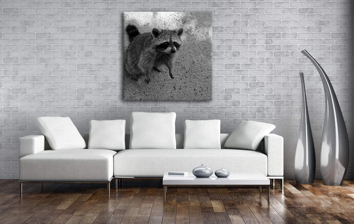 deyoli niedlicher Kleiner Waschbär Format: 70x70 Effekt: Schwarz&Weiss als Leinwandbild, Motiv ferti