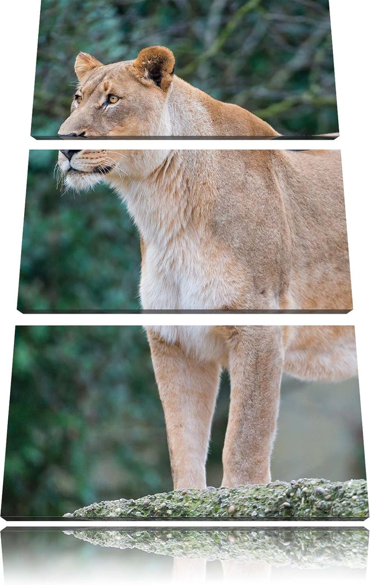 Pixxprint majestätische Löwin 3-Teiler Leinwandbild 120x80 Bild auf Leinwand