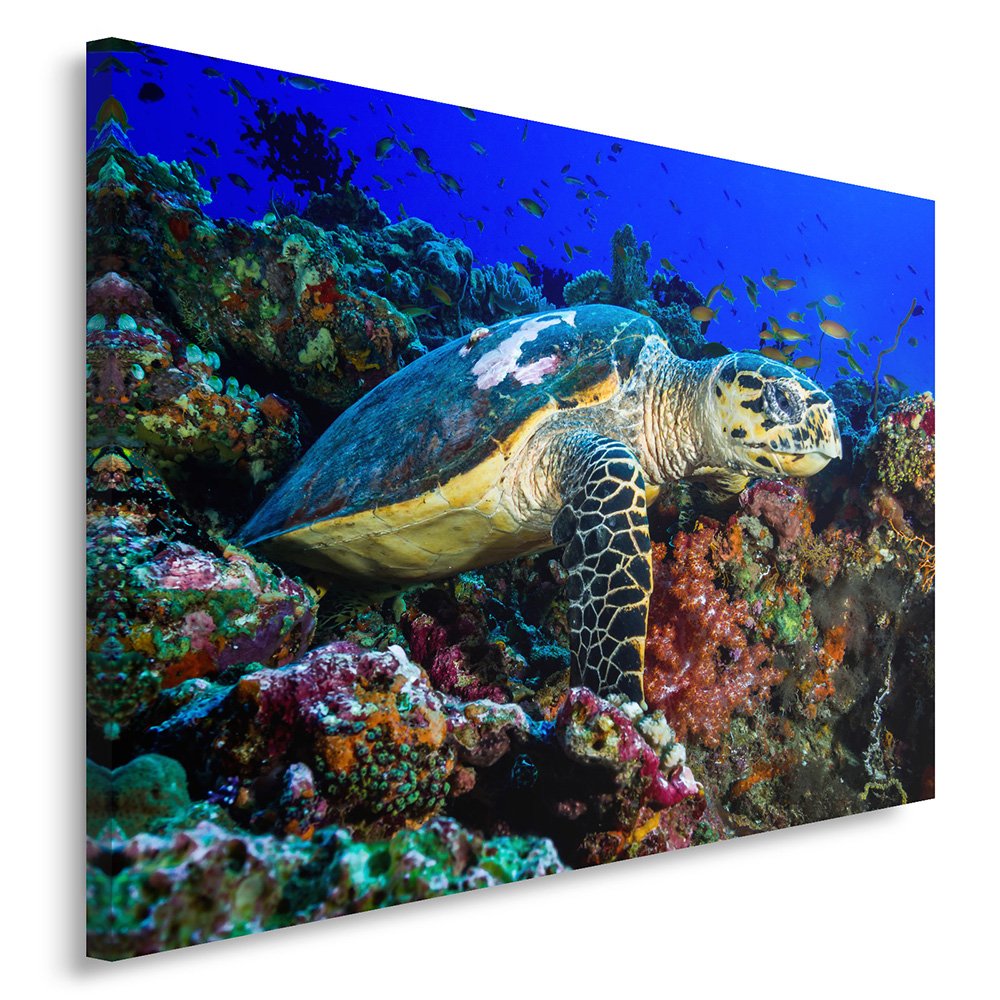 Feeby Bilder Schildkröte Natur 70x50 cm Wohnzimmer Schlafzimmer Büro Flur Küche Wandbilder Modern Bi