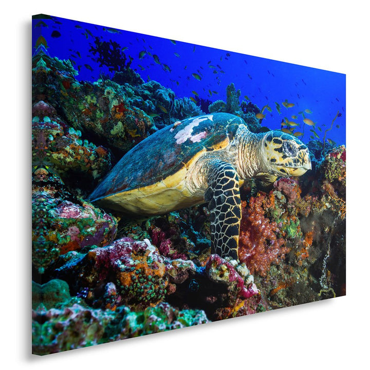 Feeby Bilder Schildkröte Natur 70x50 cm Wohnzimmer Schlafzimmer Büro Flur Küche Wandbilder Modern Bi