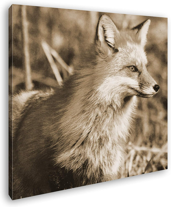 deyoli edler Fuchs Format: 70x70 Effekt: Sepia als Leinwandbild, Motiv fertig gerahmt auf Echtholzra