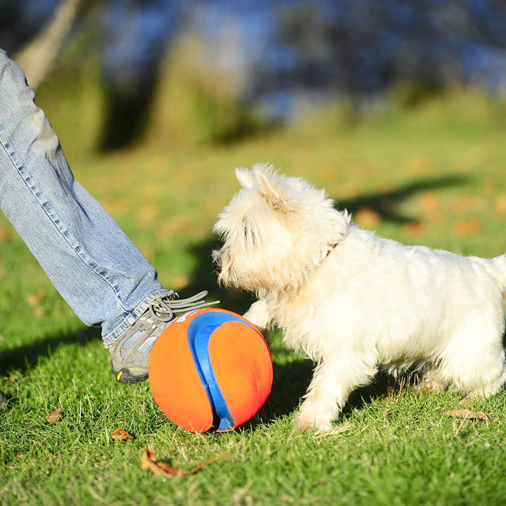 Chuckit! CH251201 Kick Fetch Large Mehrfarbig/Meereswellen (Ocean Tides) Large, Mehrfarbig/Meereswel
