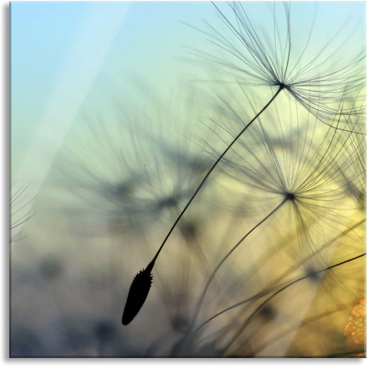 Pixxprint Glasbild | Wandbild auf Echtglas | Pusteblumen mit Tautropfen | 50x50 cm | inkl. Aufhängun