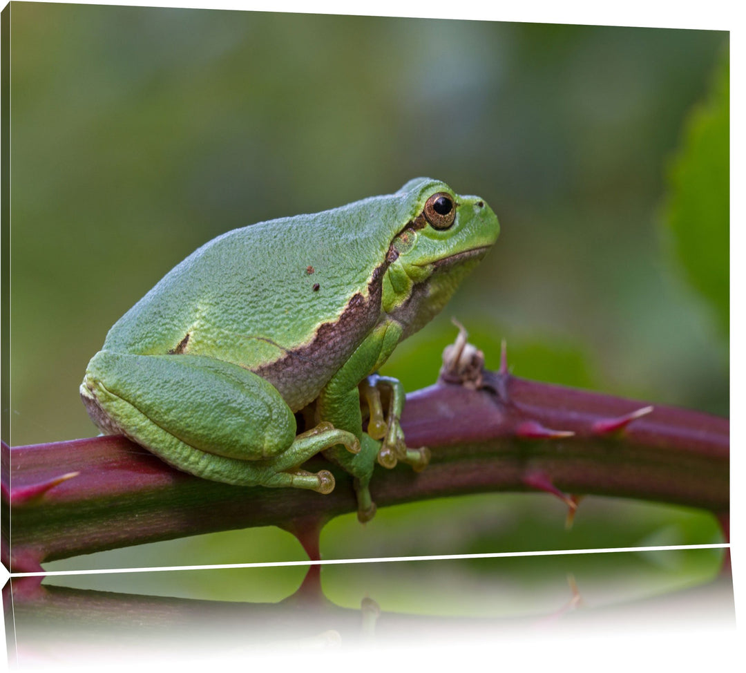 kleiner Frosch auf Dornenast Leinwand, XXL riesige Bilder fertig gerahmt mit Keilrahmen, Kunstdruck