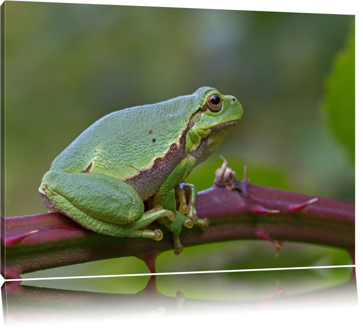 kleiner Frosch auf Dornenast Leinwand, XXL riesige Bilder fertig gerahmt mit Keilrahmen, Kunstdruck