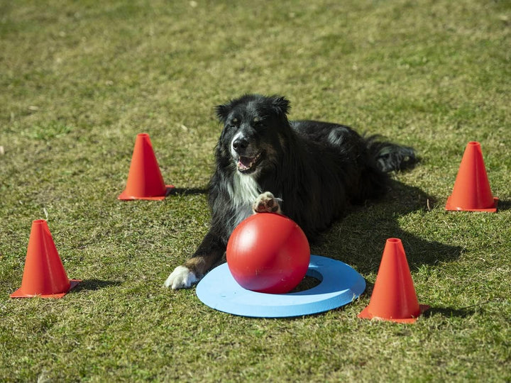 NATIV Golf Spielset für Hunde, Hundespielzeug, Agility-Set, Hundetraining