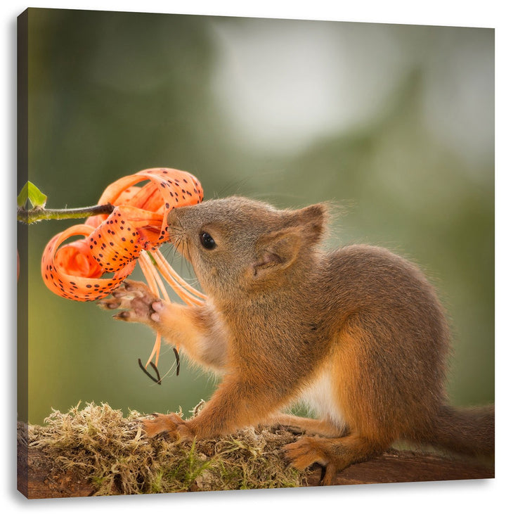 Pixxprint süsses Eichhörnchen riecht an Einer Blume, Format: 70x70 auf Leinwand, 70x70