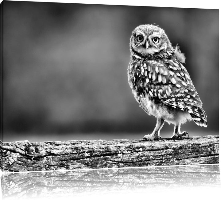 Pixxprint Kleine Eule auf Baum / 100x70cm Leinwandbild bespannt auf Holzrahmen/Wandbild Kunstdruck D