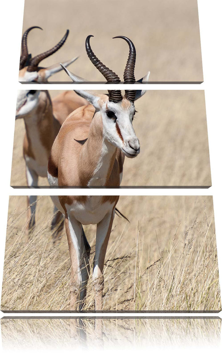 Pixxprint Tiere in Savanne Rehe Afrika als Leinwandbild/Grösse: 3 Teilig (120x80) cm/Wandbild/Kunstd